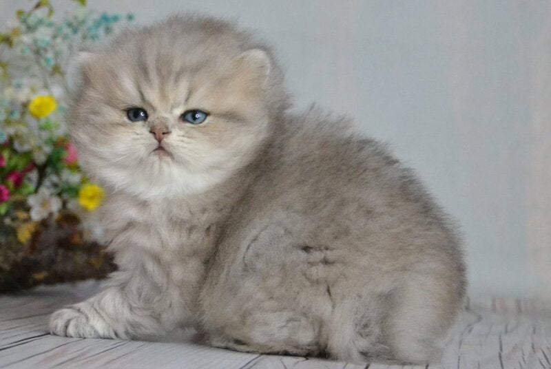 Onyx British Longhair male blue golden ticked tabby - live animals