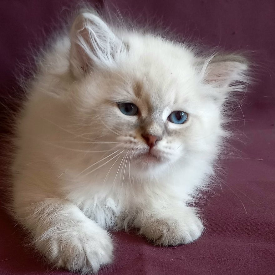 Medad Siberian male, blue tabby pointed