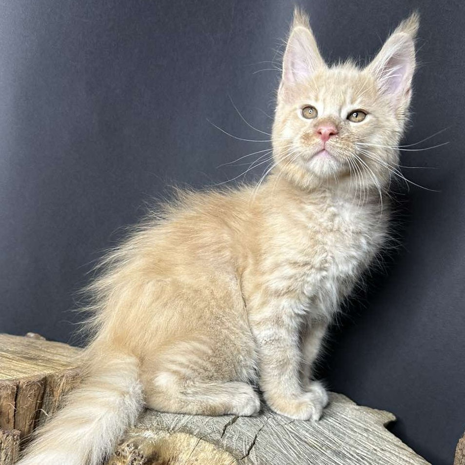 Pluto Maine Coon male, cream bicolour