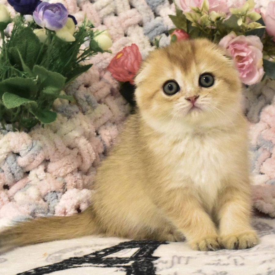 Bonya Scottish Fold female, black golden shaded