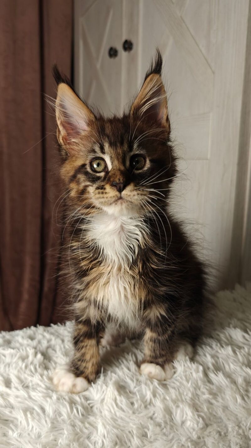 Quill Maine Coon female black tabby bicolour live animals
