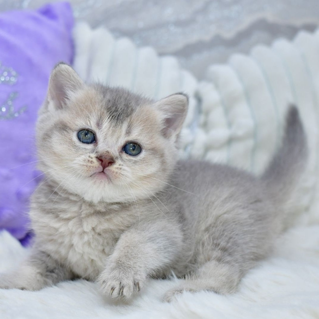 Kokos British Shorthair male, blue ticked tabby