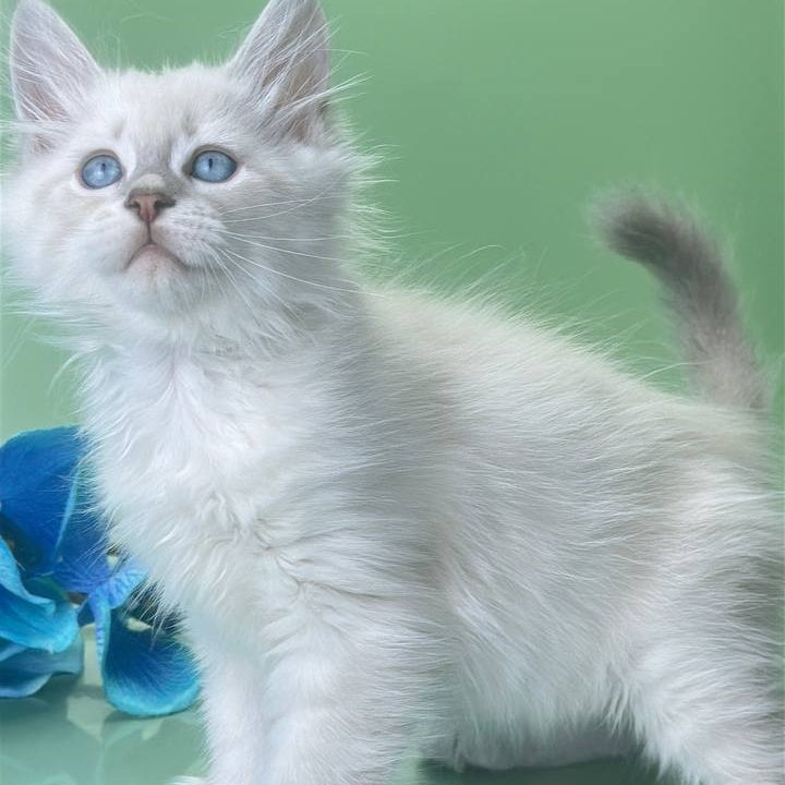 Xavier Siberian male, blue tabby pointed