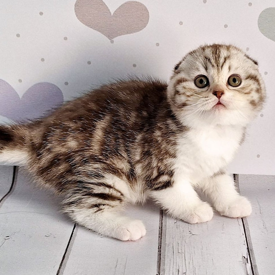 Barcelona Scottish Fold female, chocolate silver tabby bicolour