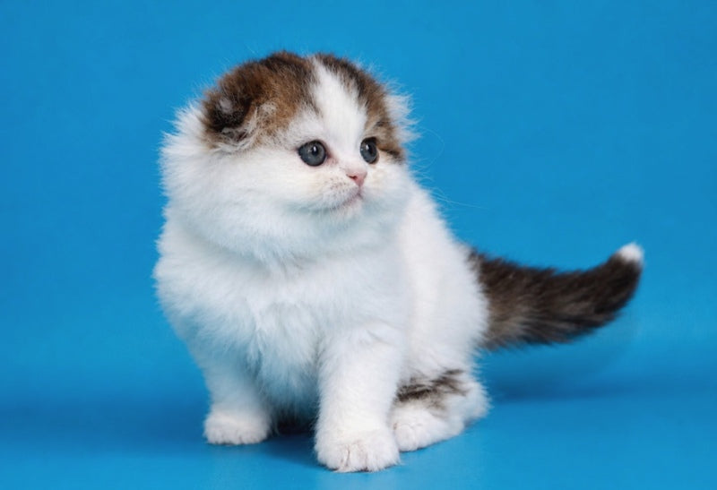 Valencia Scottish Fold female black tabby van - live animals