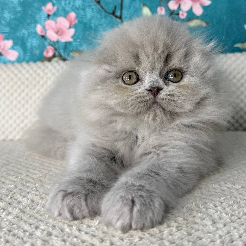 Kitty Scottish Fold female, lilac