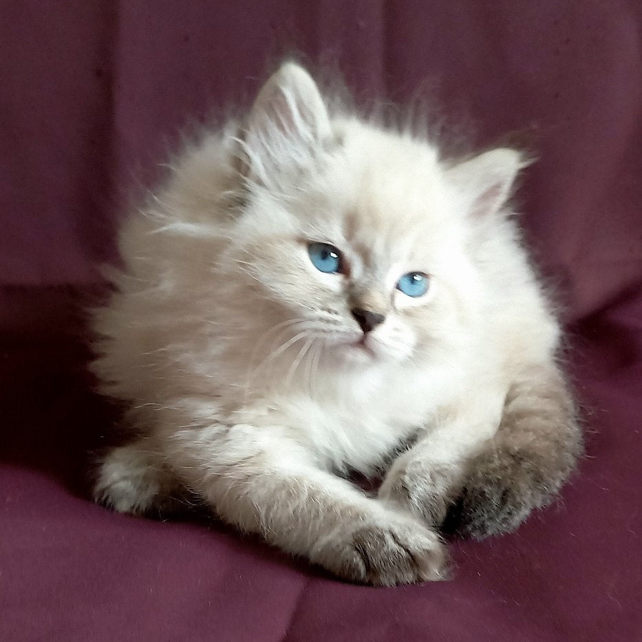 Maurice Siberian male, black tabby pointed