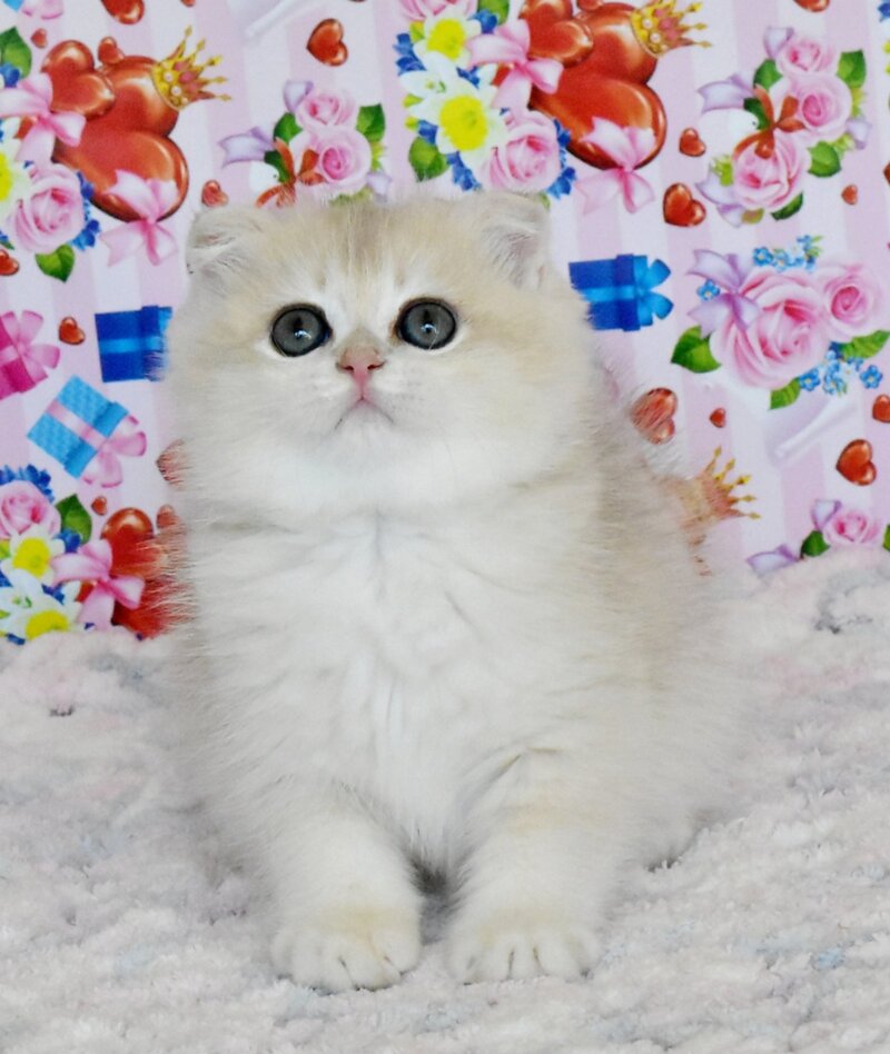 Uma Scottish Fold female, blue golden chinchilla