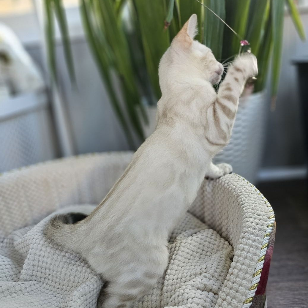 Unique Bengal male, black spotted tabby pointed