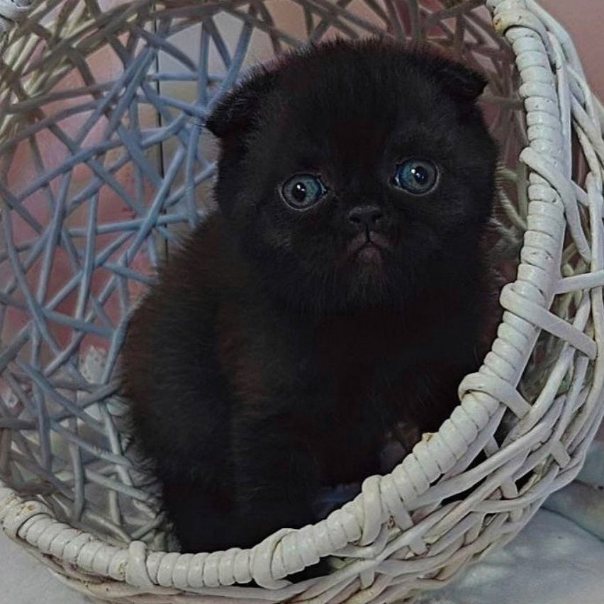Xander Scottish Fold male, black
