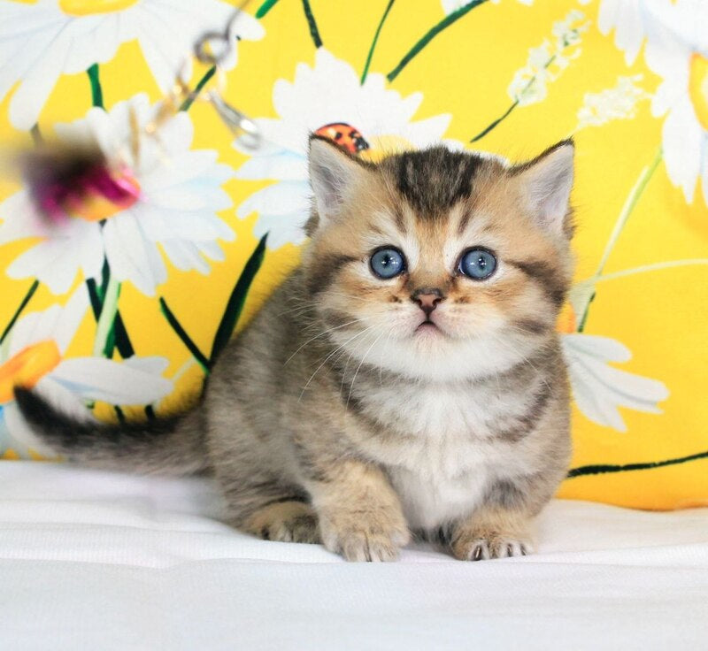 Tiffany Munchkin female, black ticked tabby