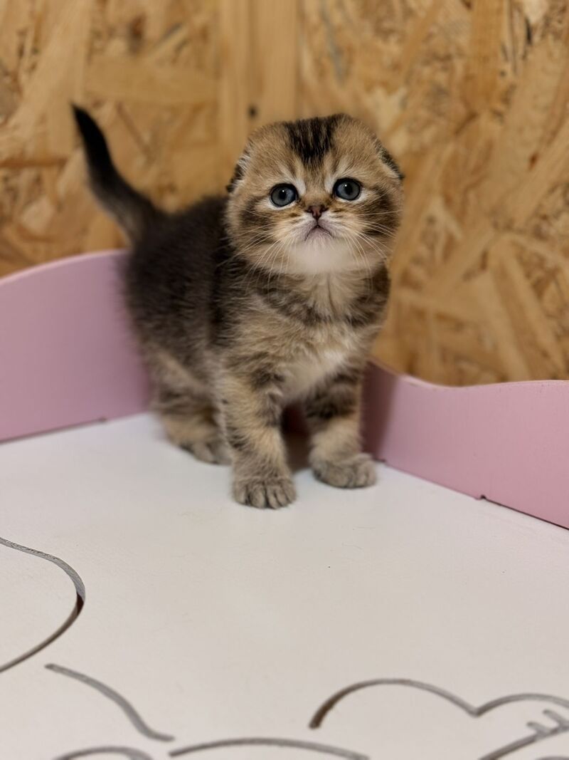 Fanny Scottish Fold female, black ticked tabby