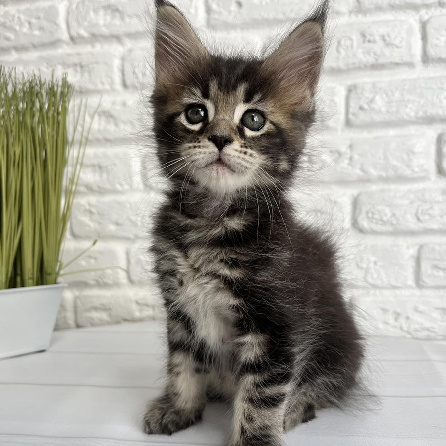 Janny Maine Coon female, black tabby