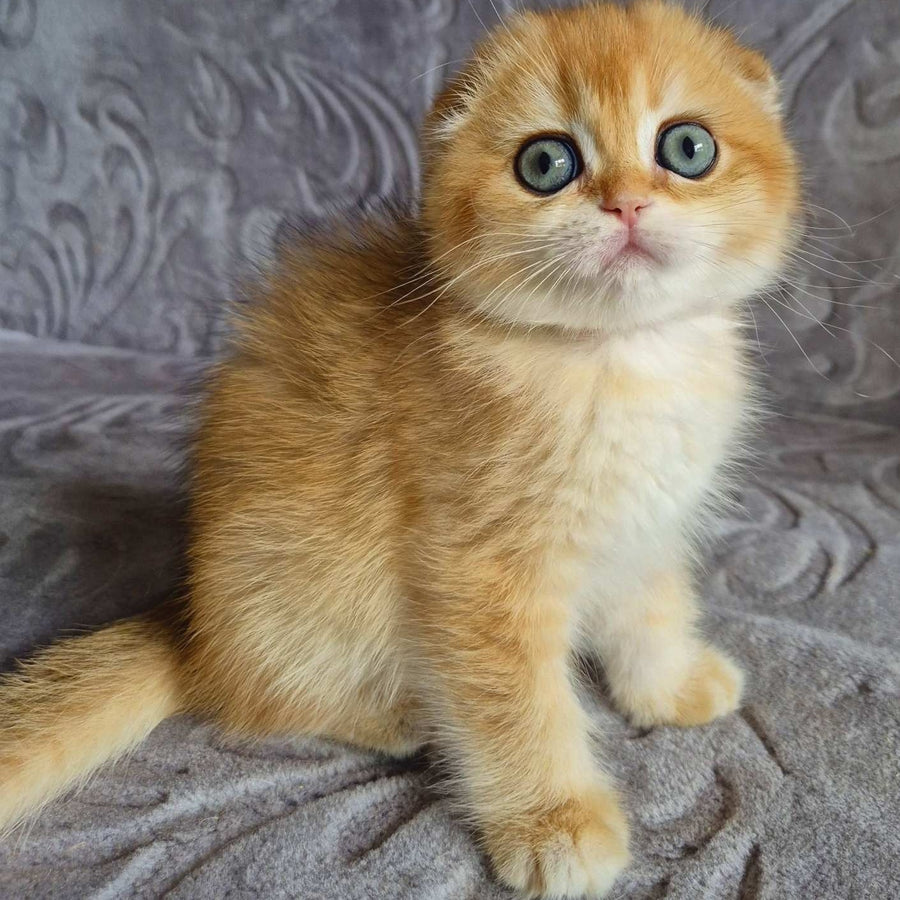 Leyla Scottish Fold female, black golden chinchilla