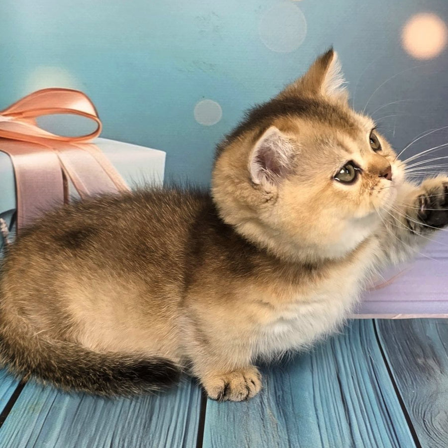 Crumble Munchkin male, black golden shaded