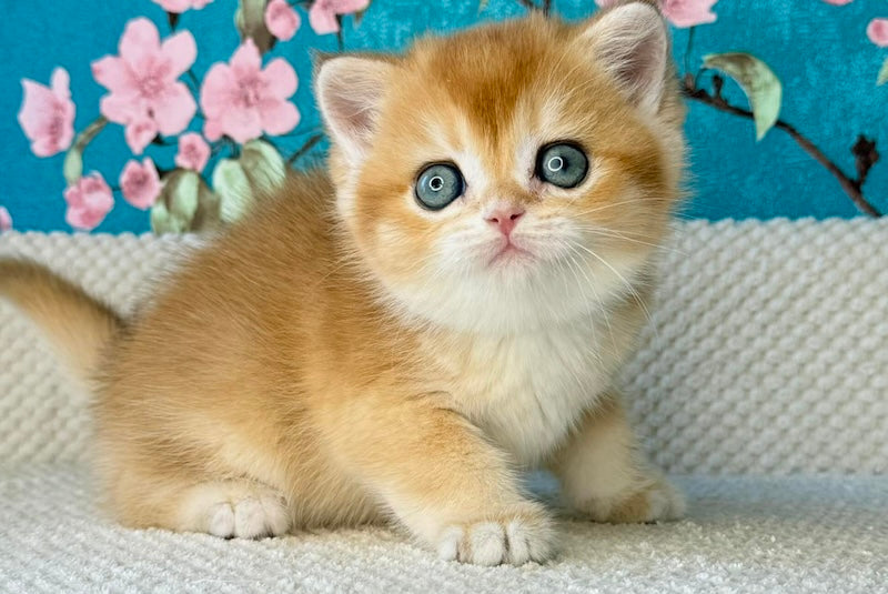 Tom British Shorthair male, black golden chinchilla