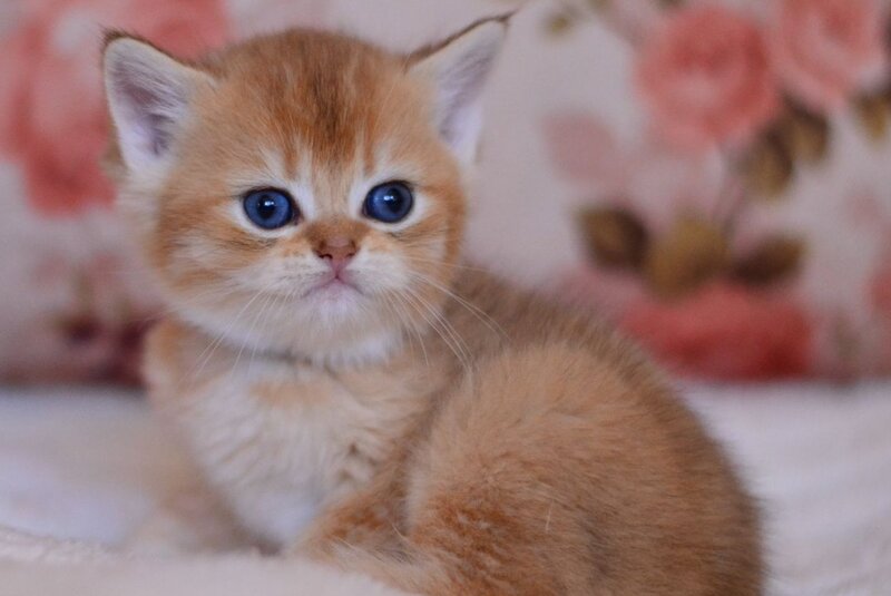 Aizek British Shorthair male, black silver shaded