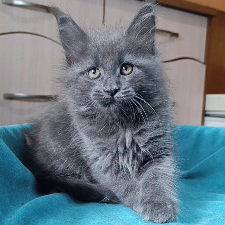 Quasar Maine Coon male, blue