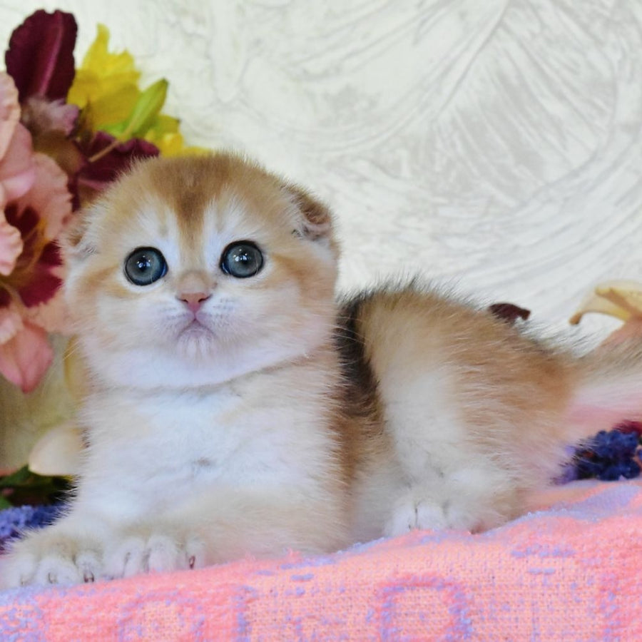 Eva Scottish Fold female, black golden chinchilla