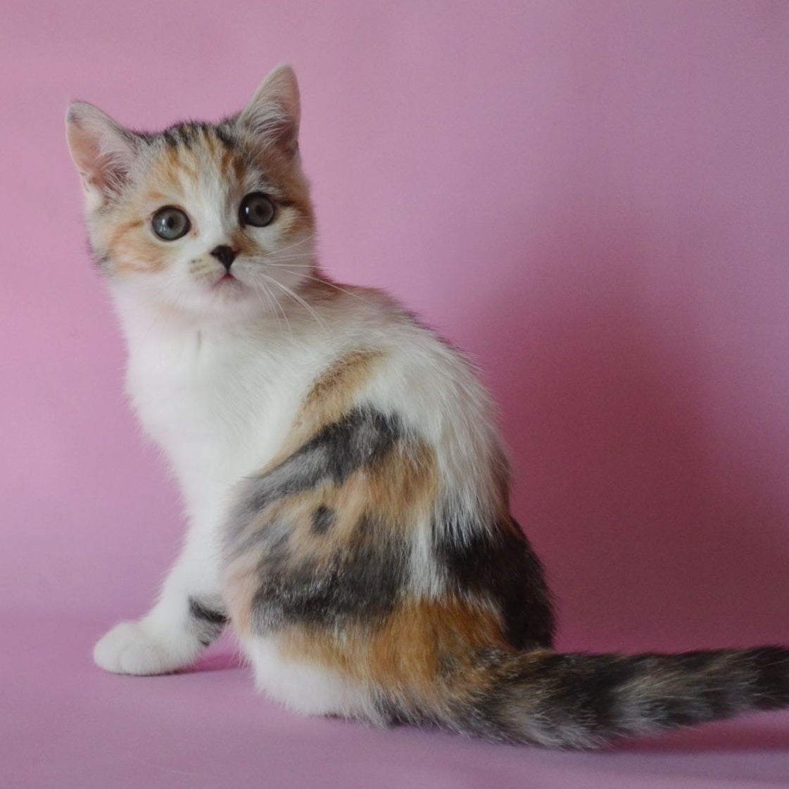 Sandi Scottish Straight female, black tortie silver tabby bicolour
