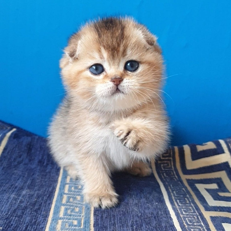 Kristina Scottish Fold female, black golden shaded