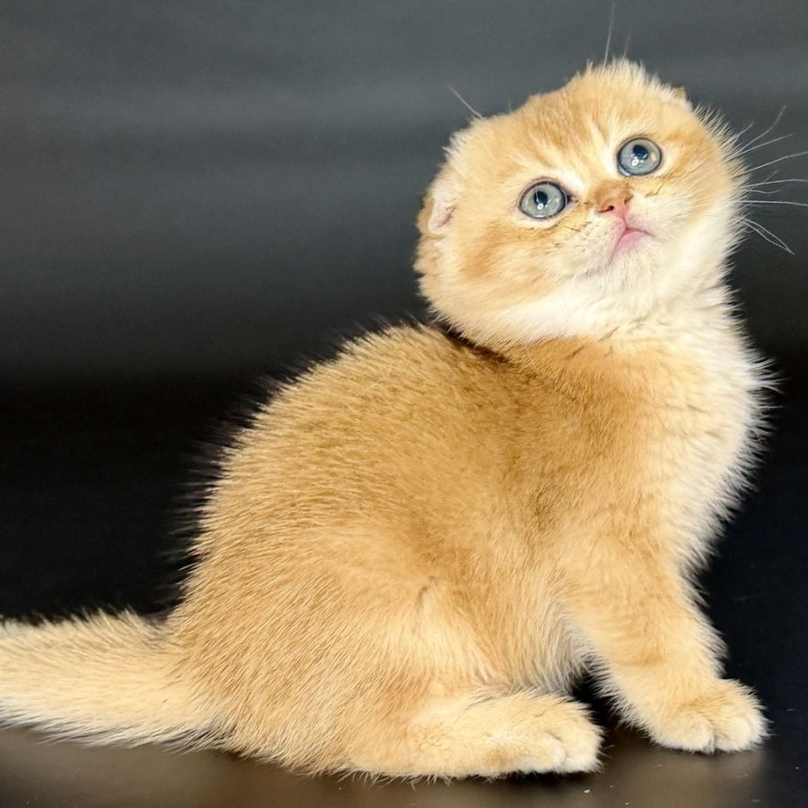 Ulani Scottish Fold female, black golden chinchilla