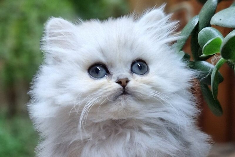Milentiy British Longhair male black silver shaded live animals