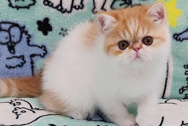 Bourbon Exotic male red spotted tabby harlequin - live animals