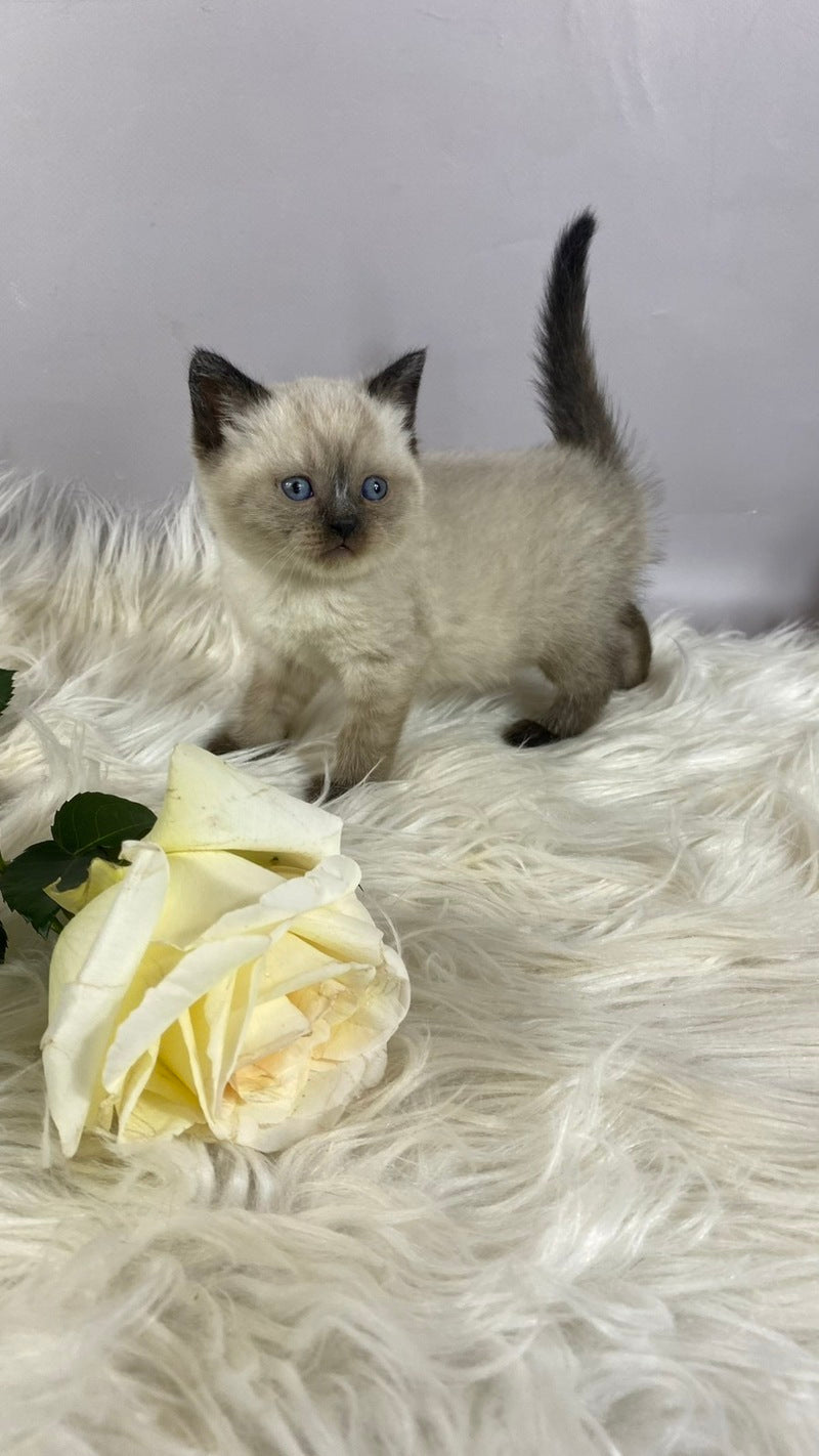 Dolce Vita Scottish Straight female, black pointed