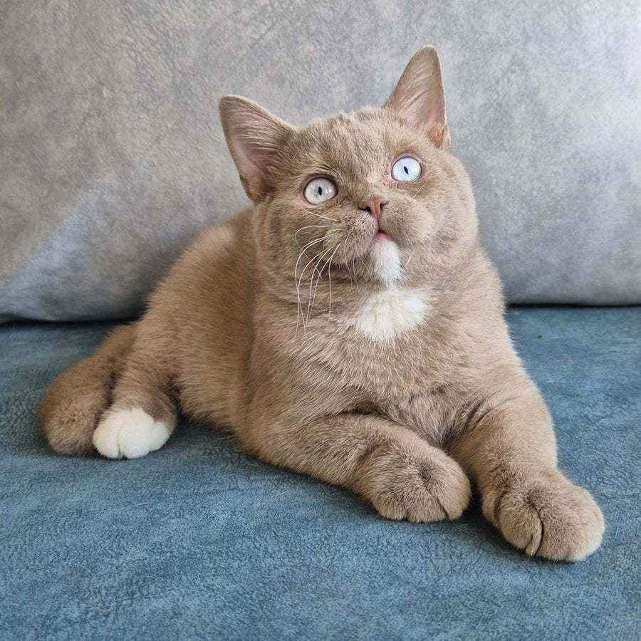Lion British Shorthair male, fawn with white