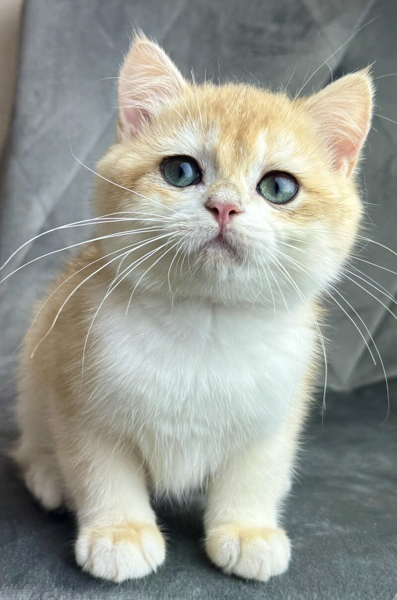 Ike British Shorthair male black golden chinchilla - live animals