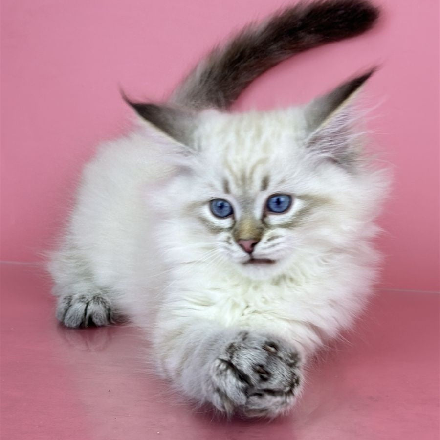 Bastian Siberian male, seal tabby pointed