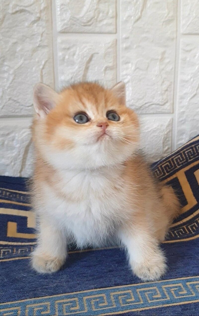Kristian Scottish Straight male black golden shaded - live animals
