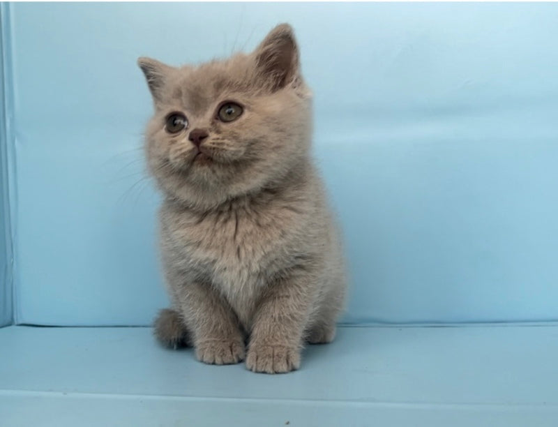 Yarina British Shorthair female lilac - live animals