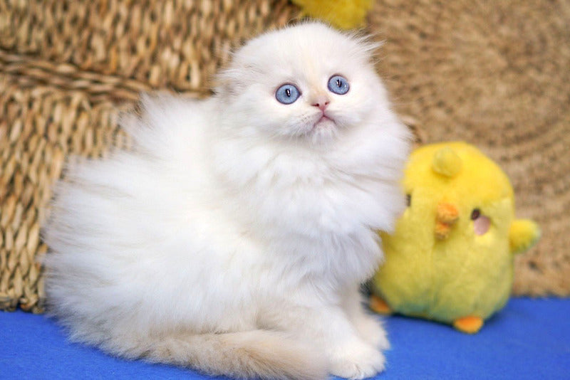 Ilang Scottish Fold male, red tabby pointed