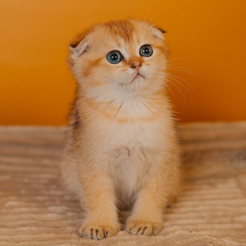 Felix Scottish Fold male, black golden shaded