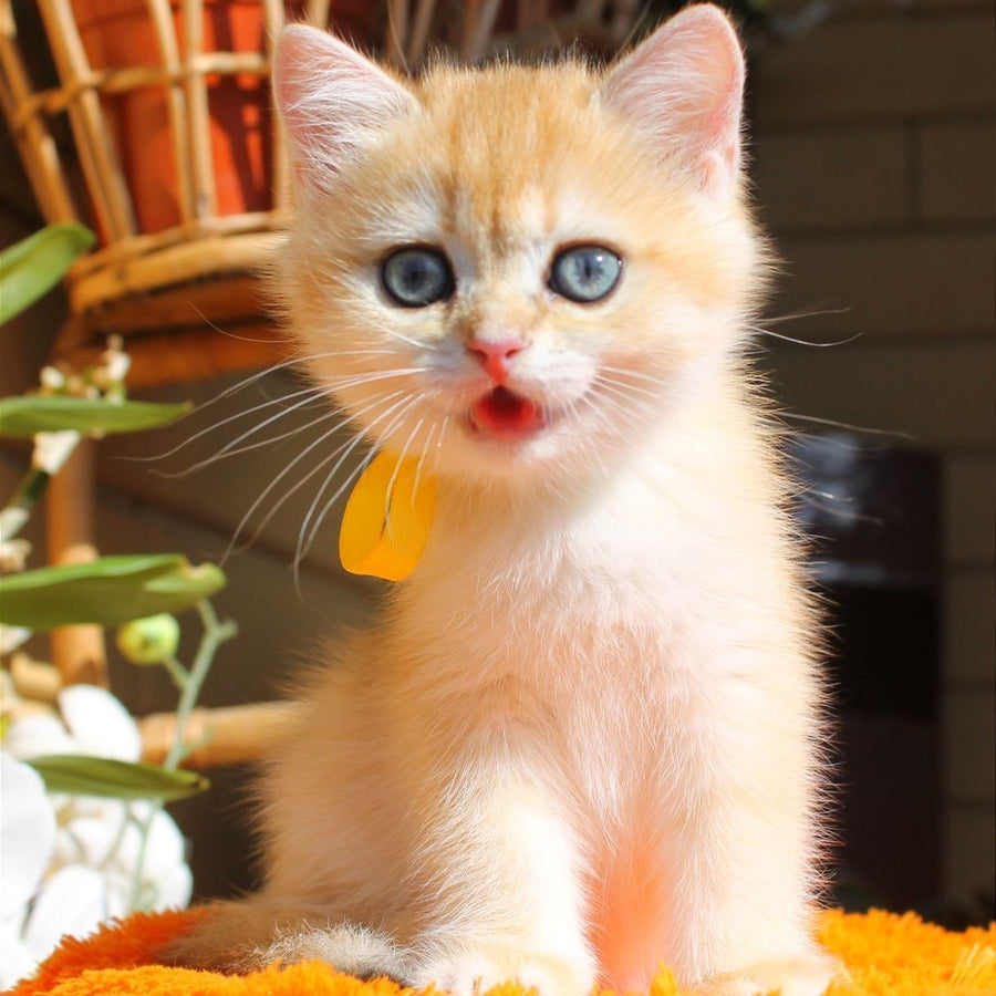 Hloya British Shorthair female, black golden chinchilla