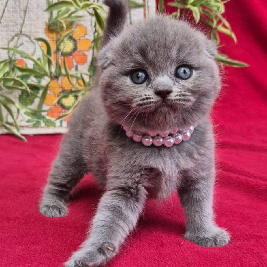 Lucas Scottish Fold male, blue
