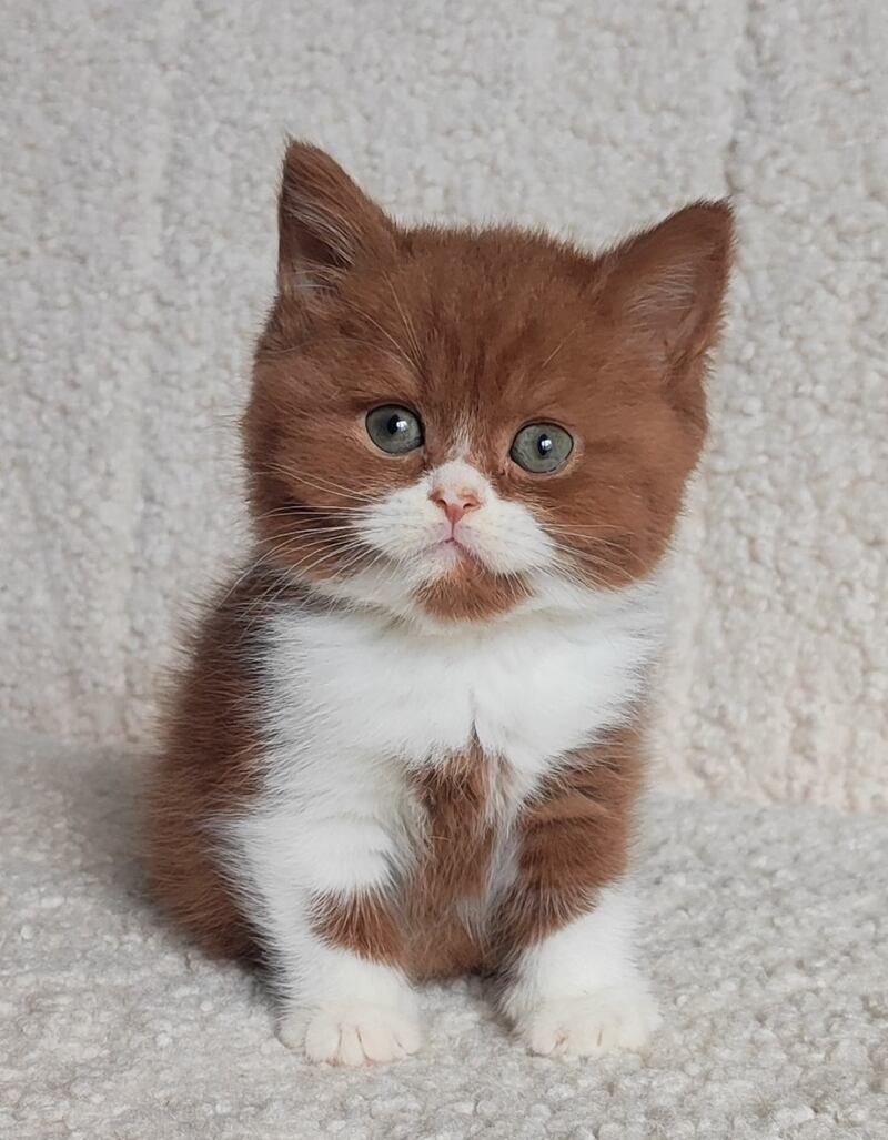 West British Shorthair male cinnamon bicolour - live animals