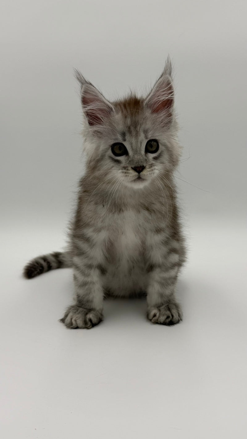 Million Maine Coon male, black silver spotted tabby