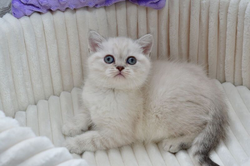 Jina Scottish Straight female blue tabby pointed - live animals