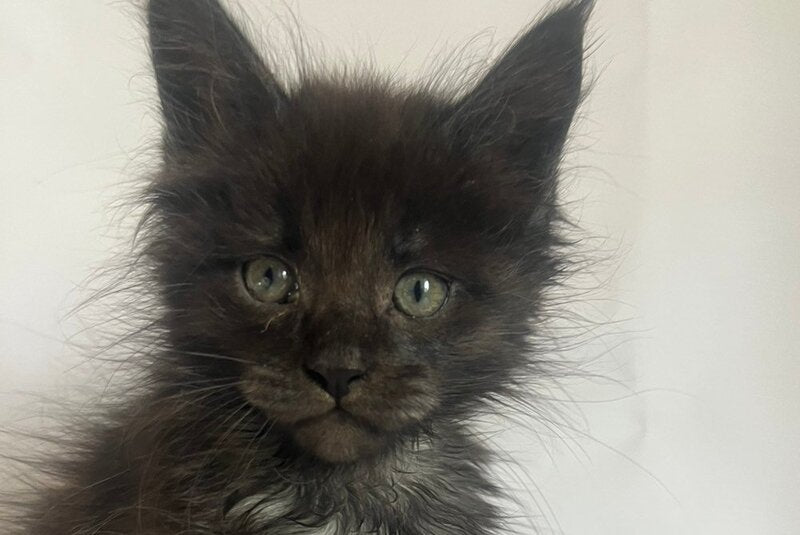Fantasy Maine Coon female black - live animals