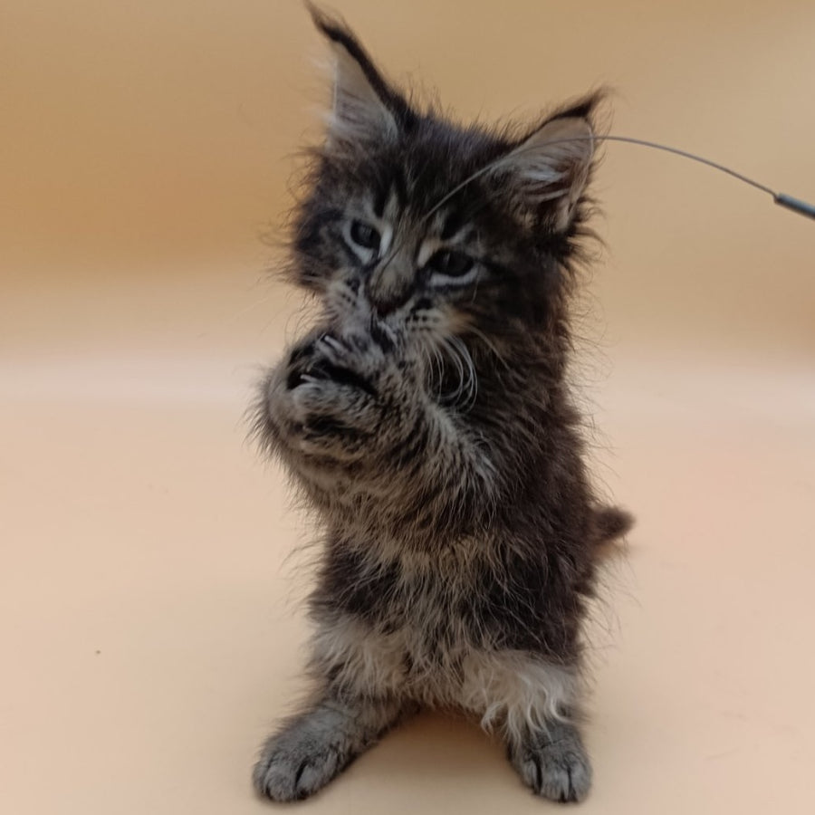 Orion Maine Coon male, black silver tabby