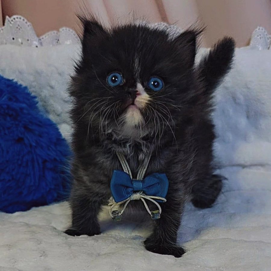 Vision Scottish Straight male, black with white