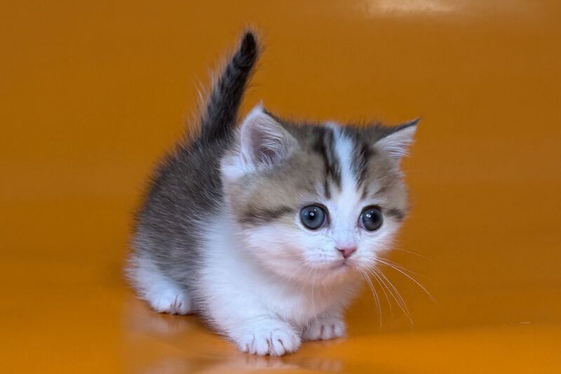 Yavik Munchkin male black golden ticked tabby - live animals
