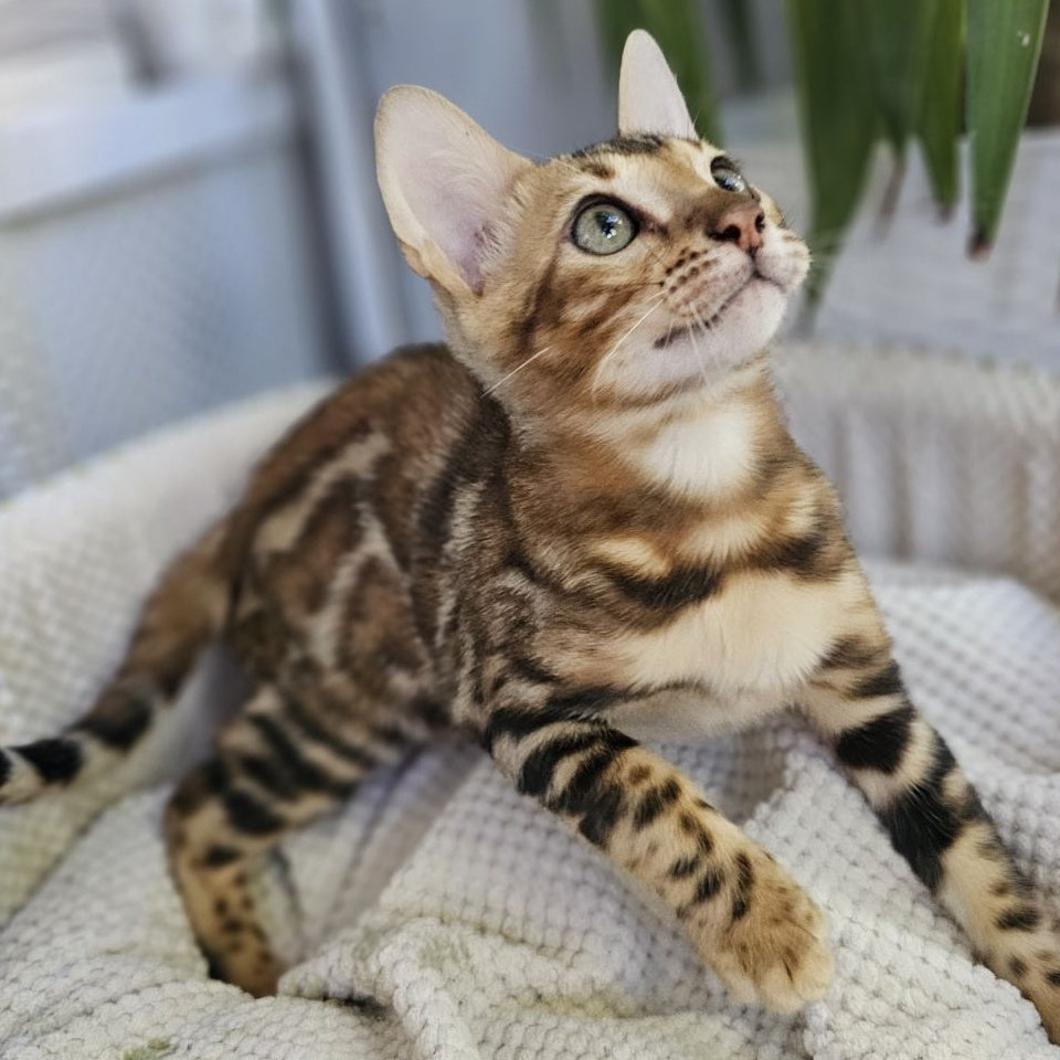 Ugo Bengal male, black spotted tabby