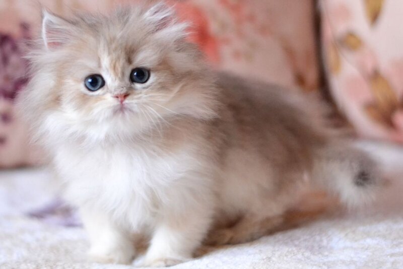 Gloria British Longhair female, blue golden shaded