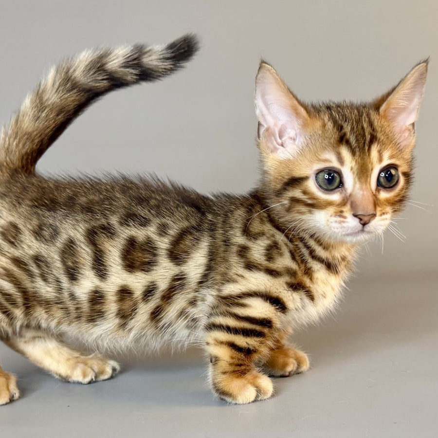 Patch Munchkin male, black golden spotted tabby