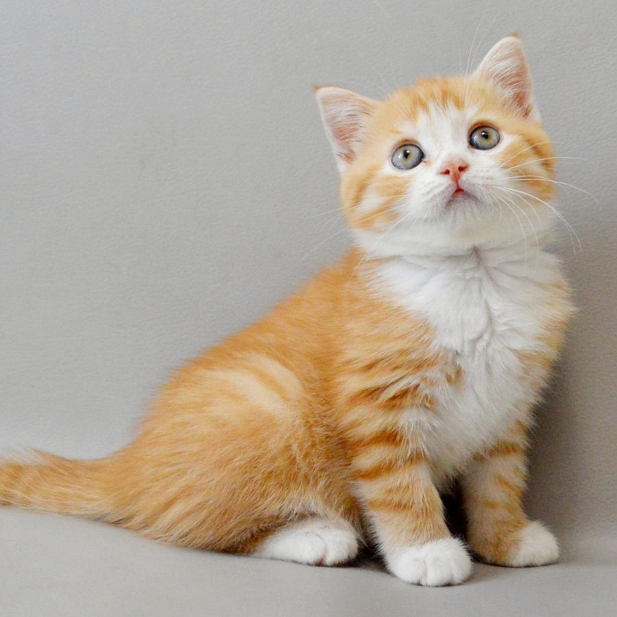 Wilma Scottish Straight female, red spotted tabby bicolour