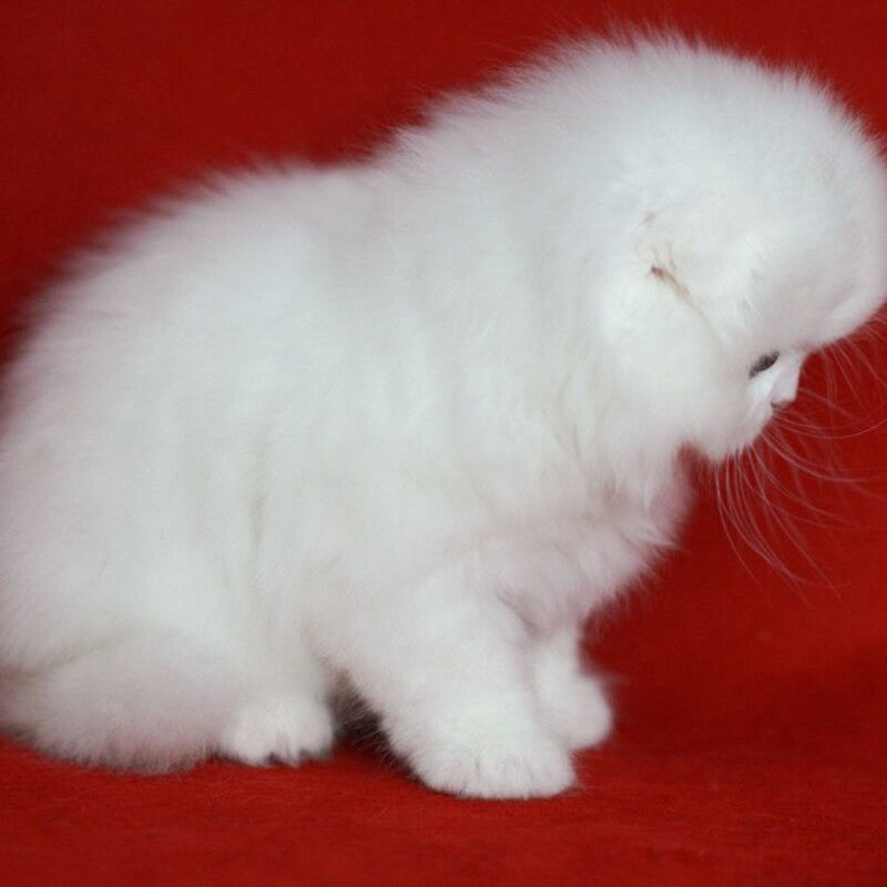 Sweety Scottish Fold female, white